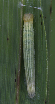 Ocola Skipper caterpillar